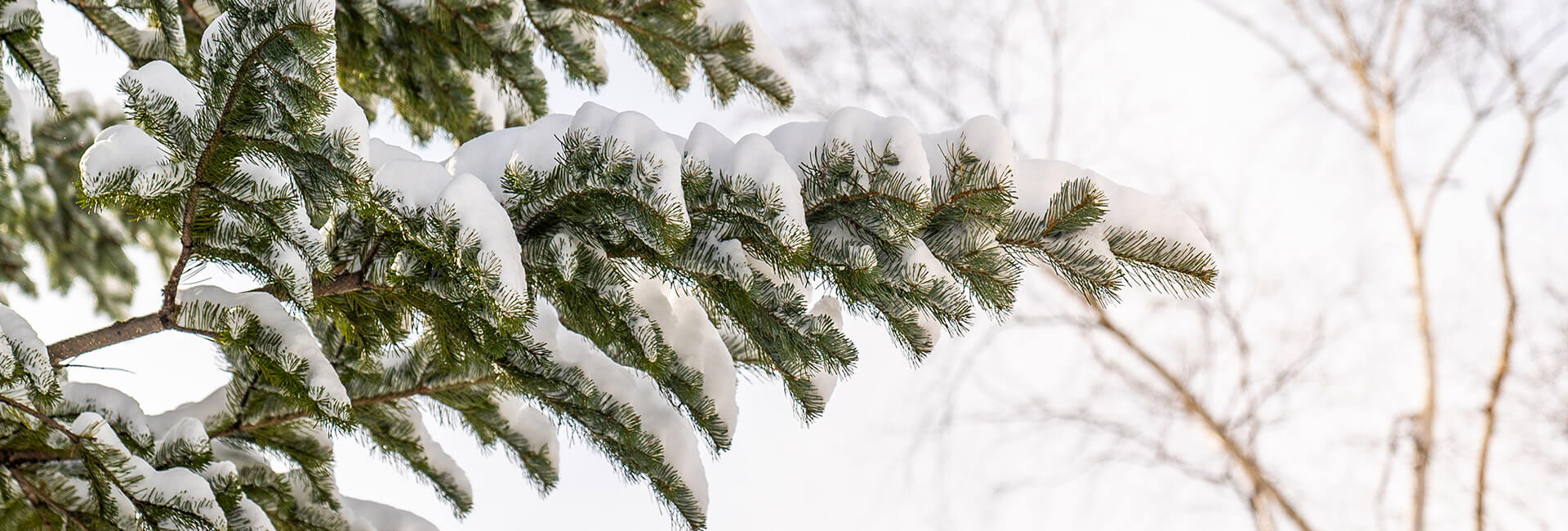 Birchwood -  Reviews